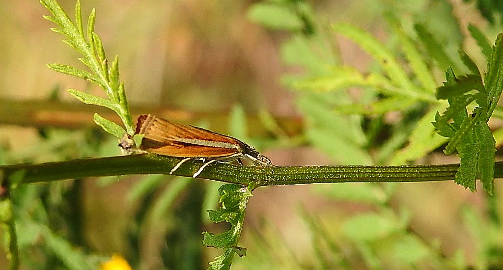 Agriphila selasella