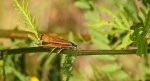 Agriphila selasella