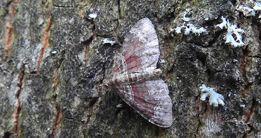 Paśnik dwurzeczek (Xanthorhoe biriviata) albo paśnik jednozębik (Euphyia unangulata)