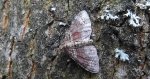 Paśnik dwurzeczek (Xanthorhoe biriviata) albo paśnik jednozębik (Euphyia unangulata)