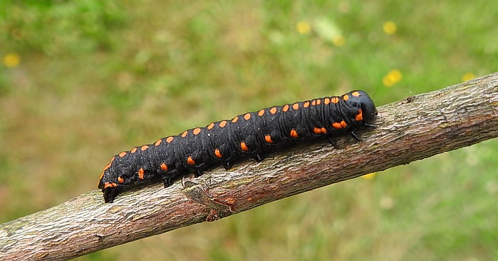 Kapturnica mrocznica (Cucullia lucifuga)