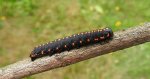 Kapturnica mrocznica (Cucullia lucifuga)