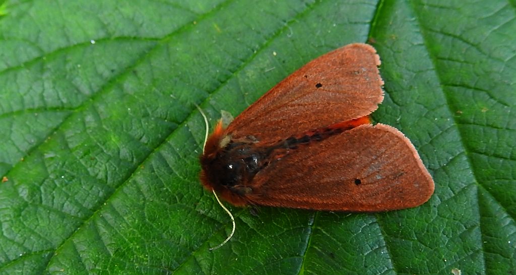 Sadzanka rumienica (Phragmatobia fuliginosa)