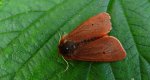 Sadzanka rumienica (Phragmatobia fuliginosa)
