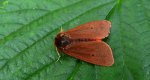 Sadzanka rumienica (Phragmatobia fuliginosa)