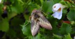 Błyszczka spiżówka (Diachrysia chrysitis)