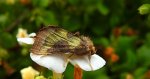 Błyszczka spiżówka (Diachrysia chrysitis)