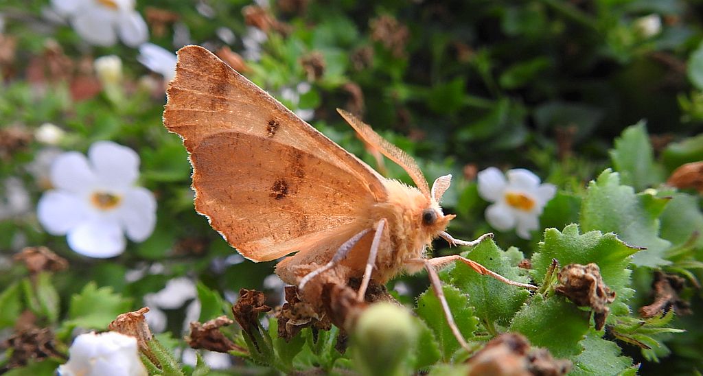 Latalec olszyniak (Ennomos alniaria)