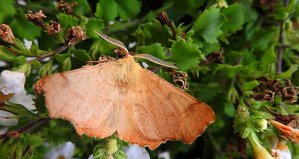 Latalec olszyniak (Ennomos alniaria)