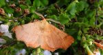 Latalec olszyniak (Ennomos alniaria)
