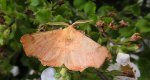 Latalec olszyniak (Ennomos alniaria)