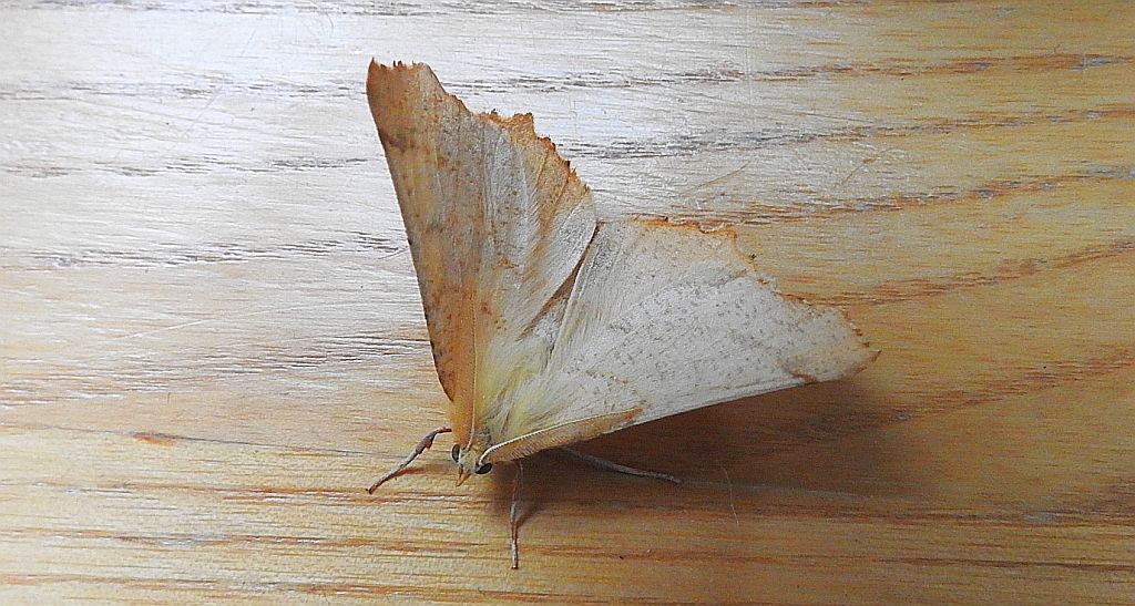 Latalec olszyniak (Ennomos alniaria)