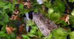 Piętnówka chwastówka (Anarta trifolii)
