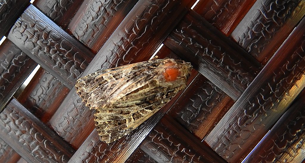 Hadena capsincola