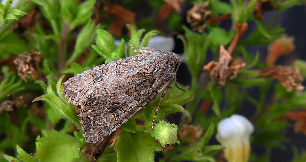 Piętnówka chwastówka (Anarta trifolii)