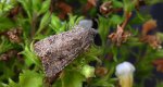 Piętnówka chwastówka (Anarta trifolii)