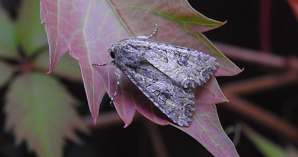 Piętnówka chwastówka (Anarta trifolii)