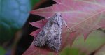Piętnówka chwastówka (Anarta trifolii)