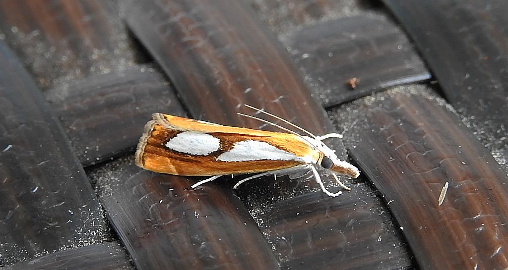 Catoptria pinella