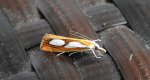Catoptria pinella