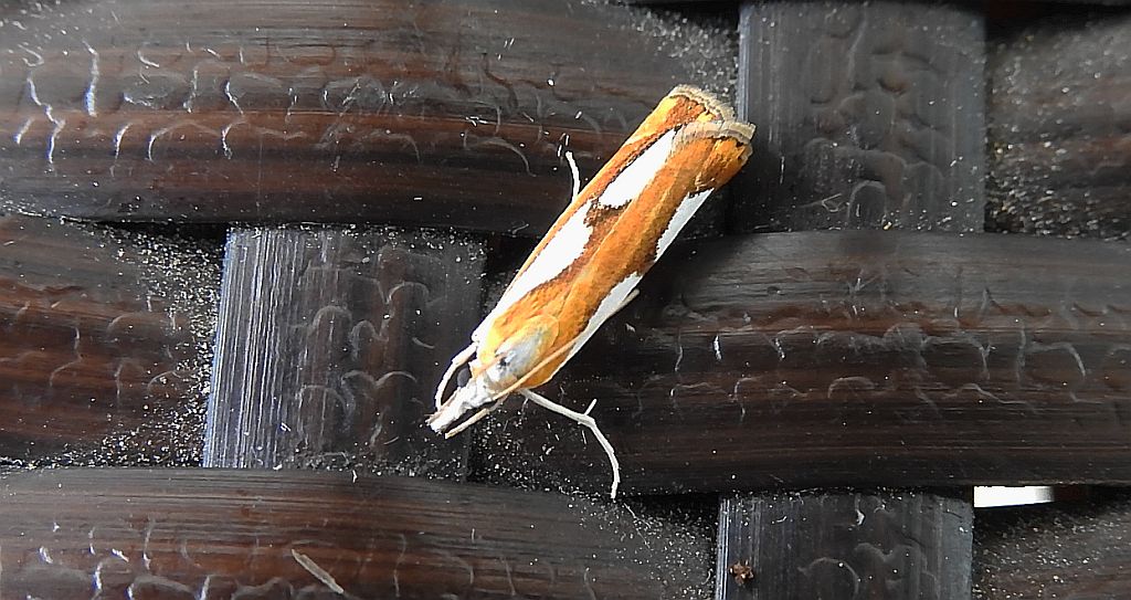Catoptria pinella