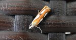 Catoptria pinella