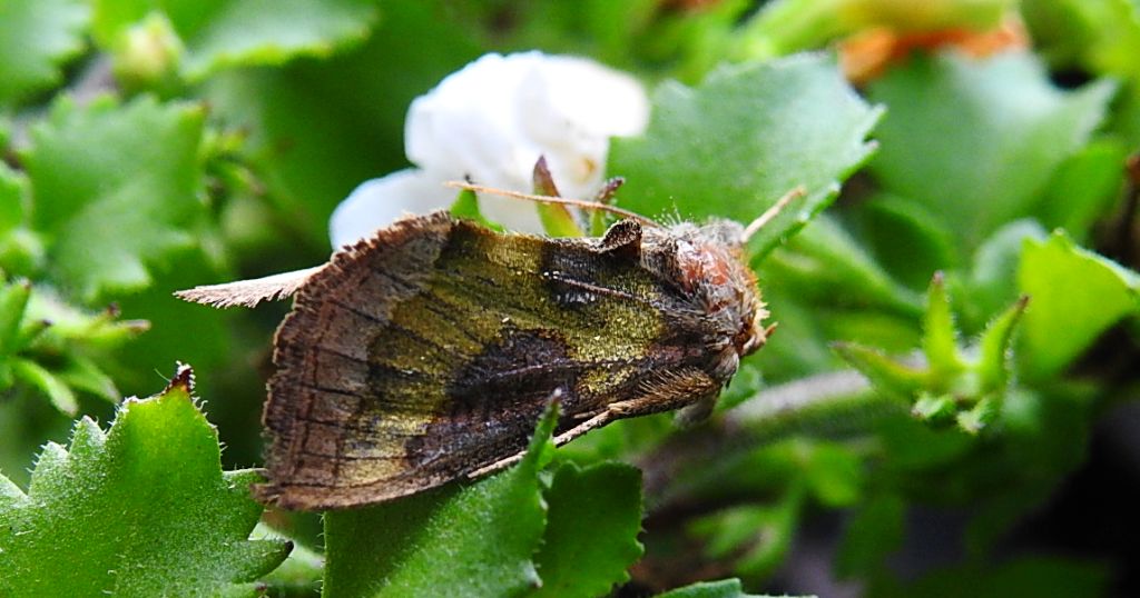 Błyszczka spiżówka (Diachrysia chrysitis)
