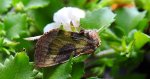 Błyszczka spiżówka (Diachrysia chrysitis)