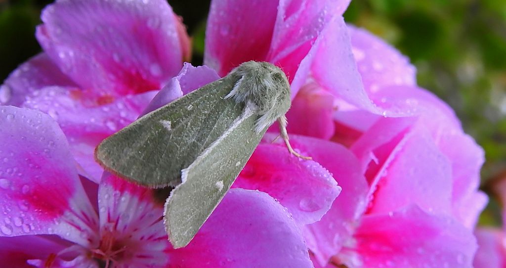 Paciepnica zielonka (Calamia tridens)