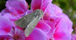 Paciepnica zielonka (Calamia tridens)