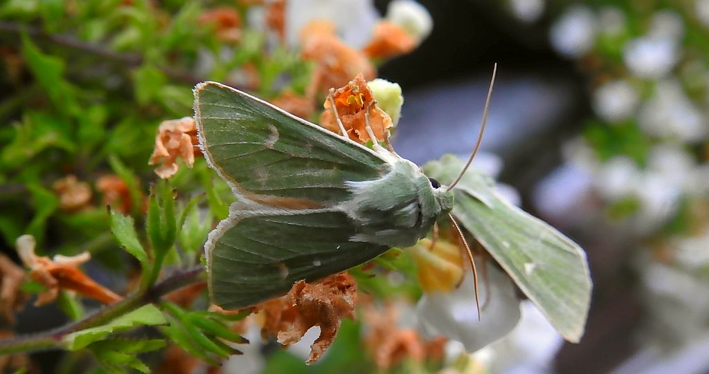 Paciepnica zielonka (Calamia tridens)