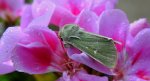Paciepnica zielonka (Calamia tridens)
