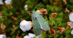 Paciepnica zielonka (Calamia tridens)