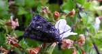 Wieczernica szczawiówka (Acronicta rumicis)
