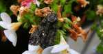 Wieczernica szczawiówka (Acronicta rumicis)