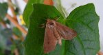 Mythimna ferrago