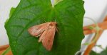 Mythimna ferrago