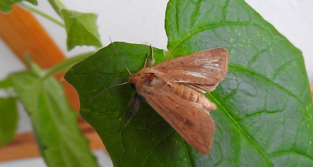 Mythimna ferrago
