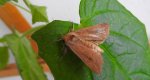 Mythimna ferrago