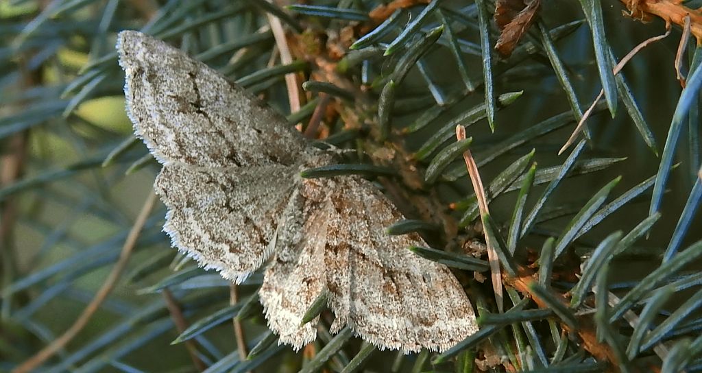 Przylepek kruszyniak (Peribatodes rhomboidaria)