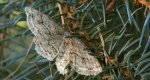 Przylepek kruszyniak (Peribatodes rhomboidaria)