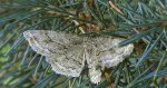Przylepek kruszyniak (Peribatodes rhomboidaria)