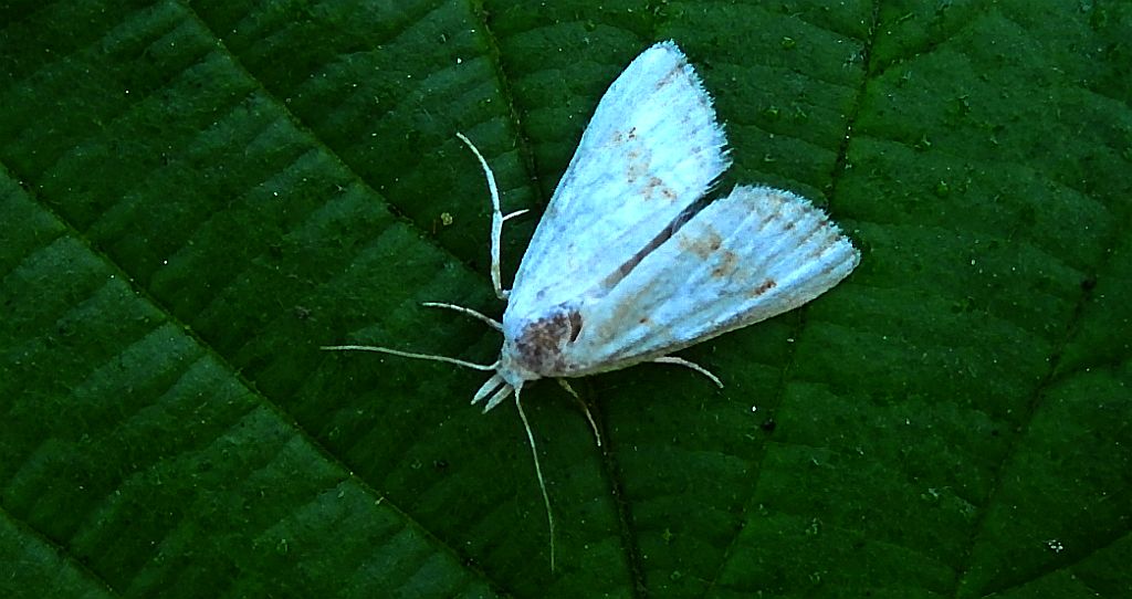 Nola aerugula