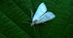 Nola aerugula