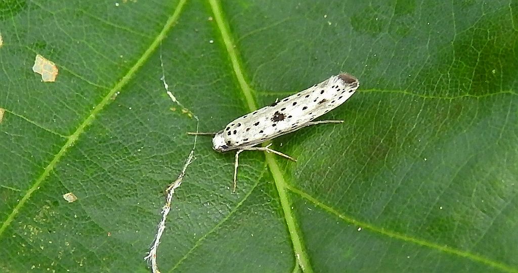 Namiotnik - Yponomeuta plumbella