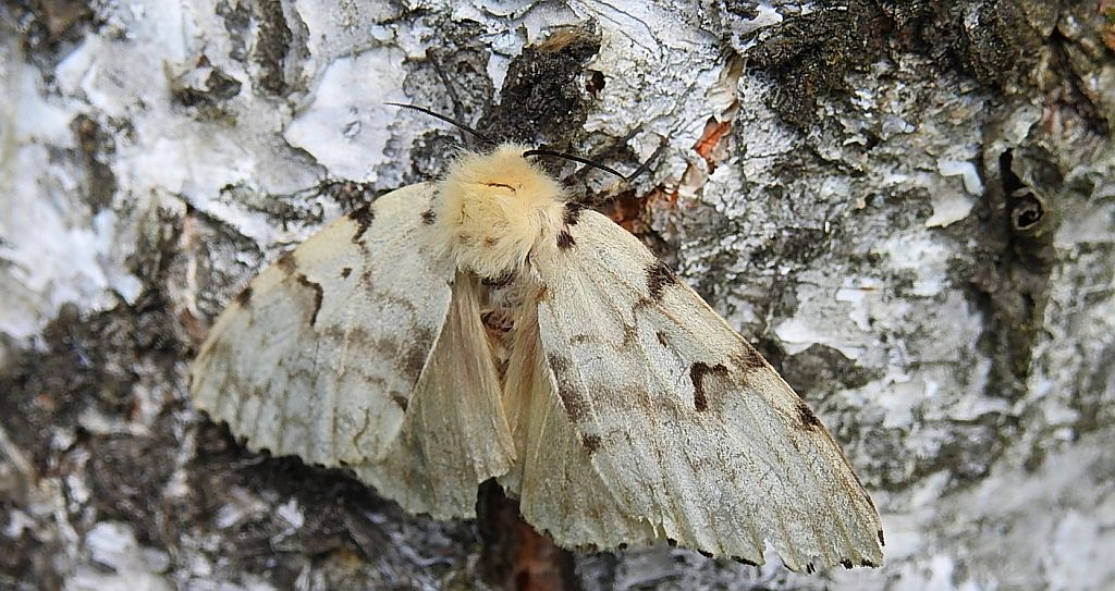 Brudnica nieparka (Lymantria dispar)