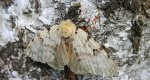 Brudnica nieparka (Lymantria dispar)