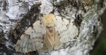 Brudnica nieparka (Lymantria dispar)