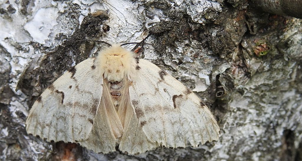Brudnica nieparka (Lymantria dispar)