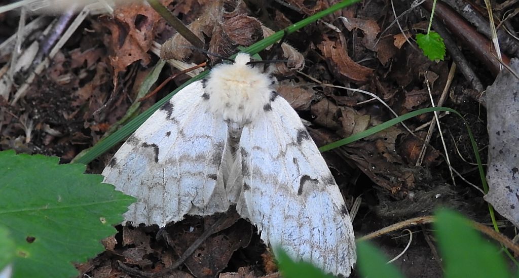 Brudnica nieparka (Lymantria dispar)